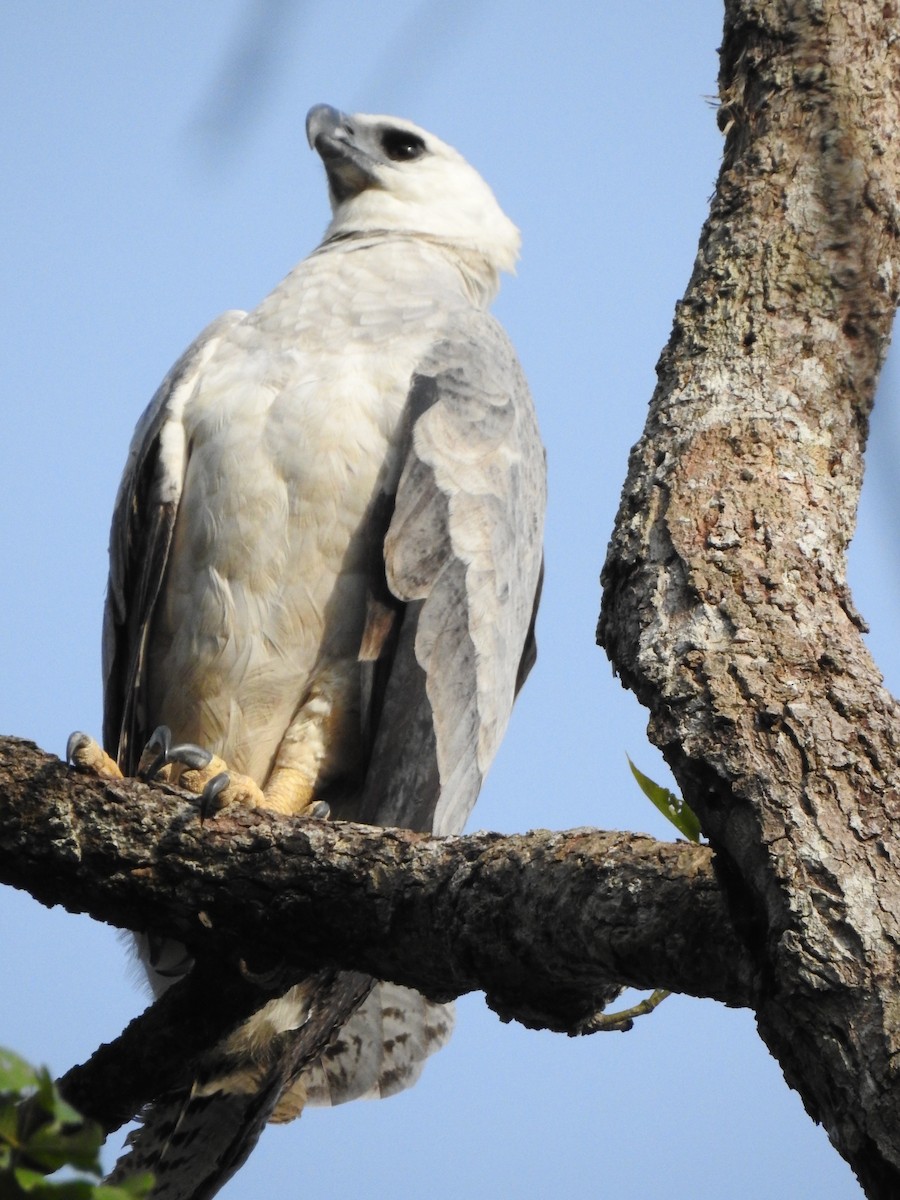 Harpy Eagle - ML345002761