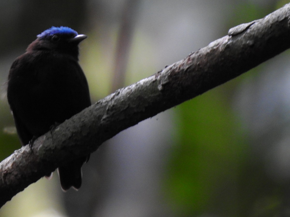 Blue-capped Manakin - ALEXANDRA MAÑOSCA