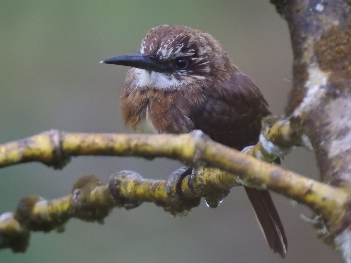 Brown Jacamar - ALEXANDRA MAÑOSCA