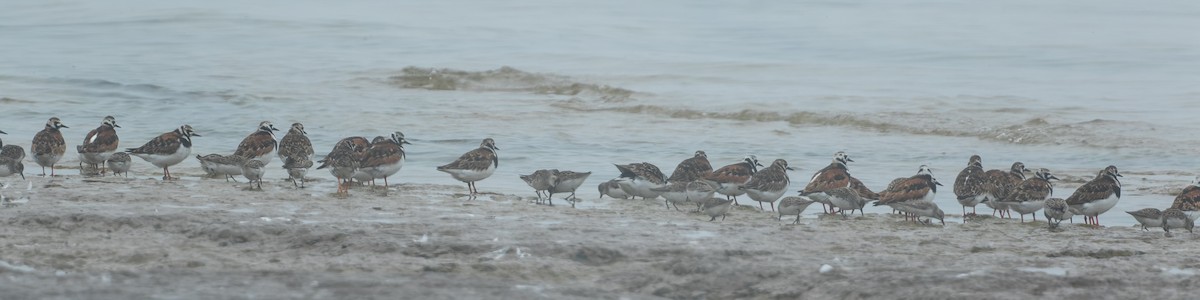 Ruddy Turnstone - ML345003711