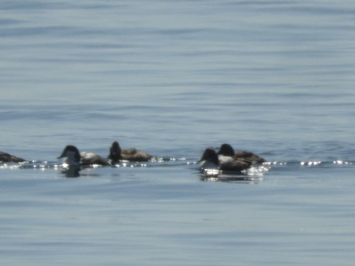 Common Eider - Lisa Scheppke