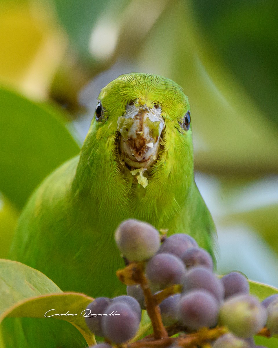 Cobalt-rumped Parrotlet - ML345005461