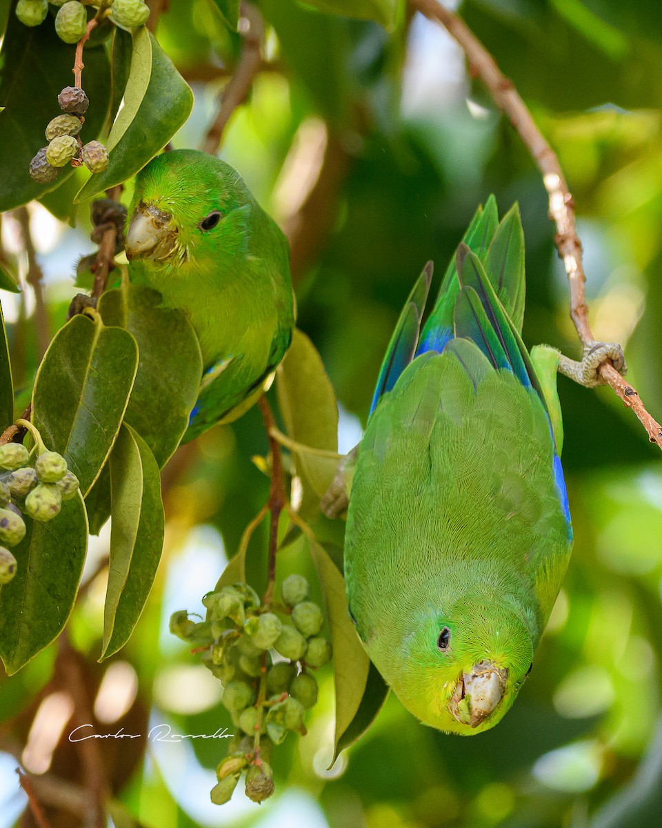 Cobalt-rumped Parrotlet - Carlos Rossello