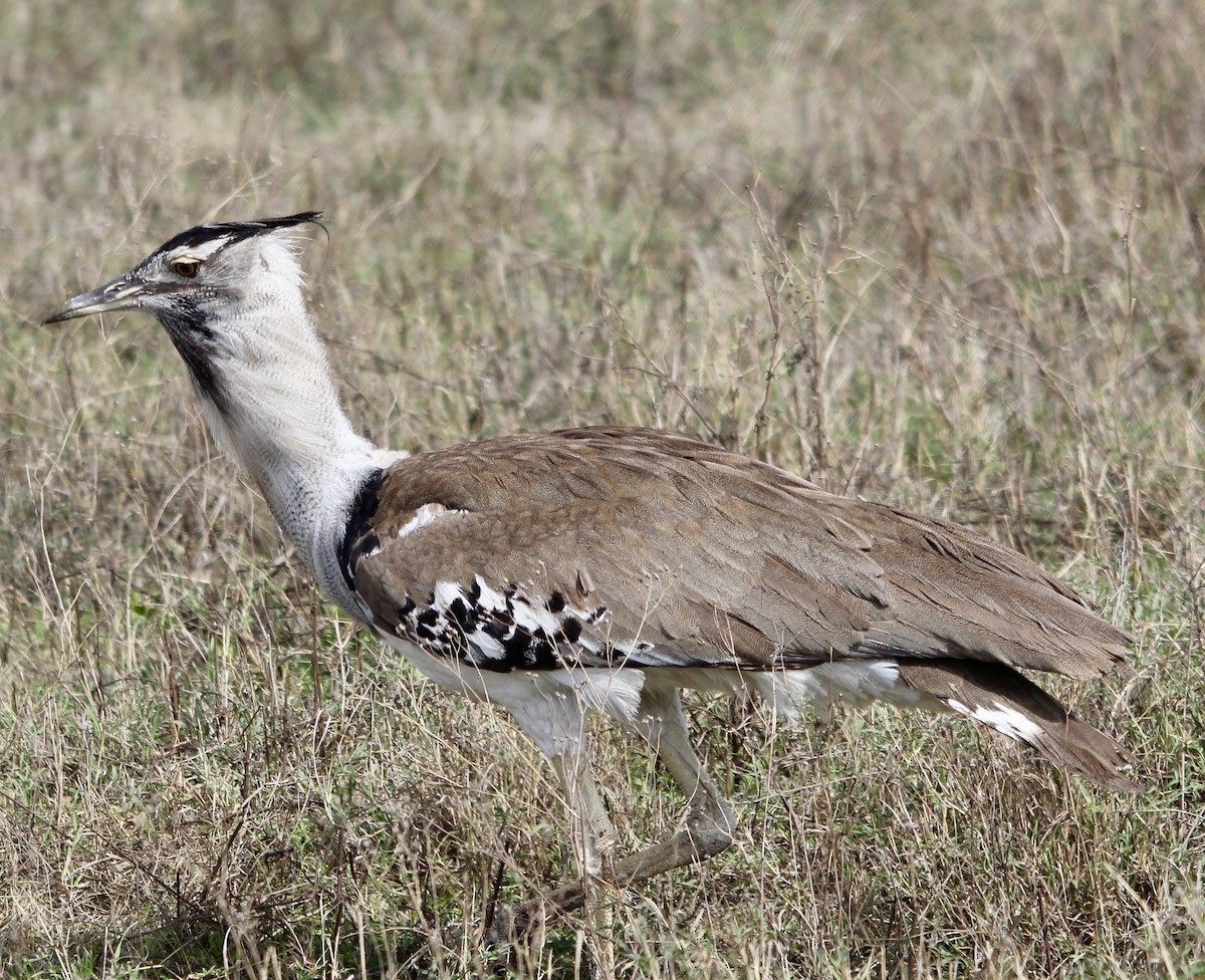 Kori Bustard - Daniel S.