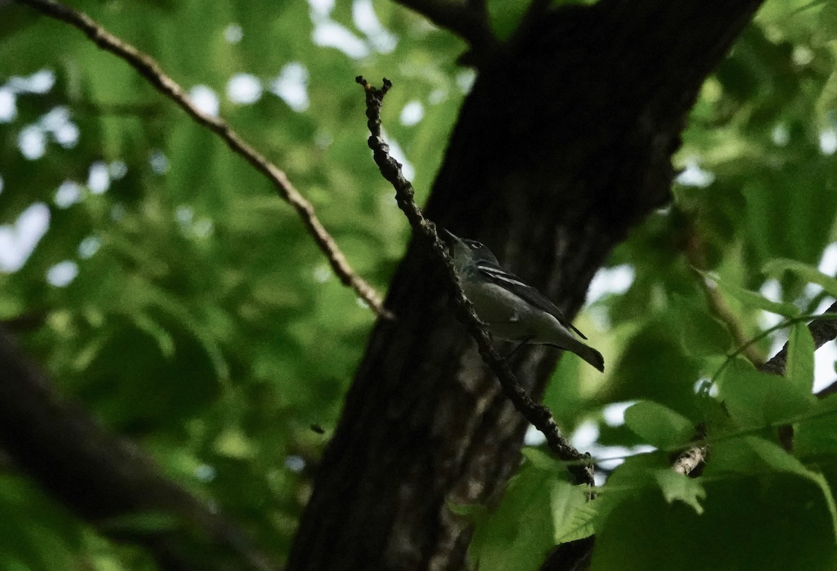 Cerulean Warbler x Northern Parula (hybrid) - ML345007821
