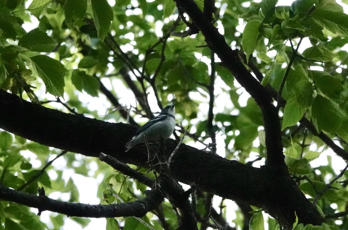 Cerulean Warbler x Northern Parula (hybrid) - ML345007881