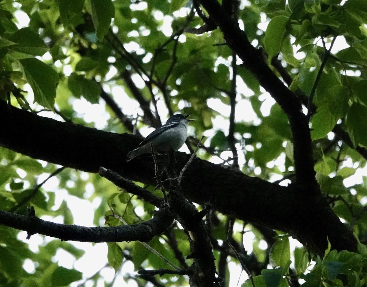 Cerulean Warbler x Northern Parula (hybrid) - ML345007931