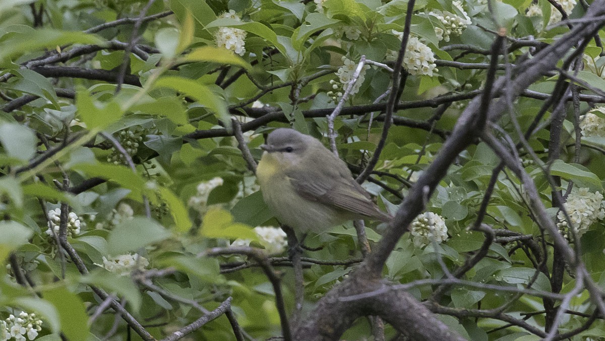 Philadelphia Vireo - ML345008031