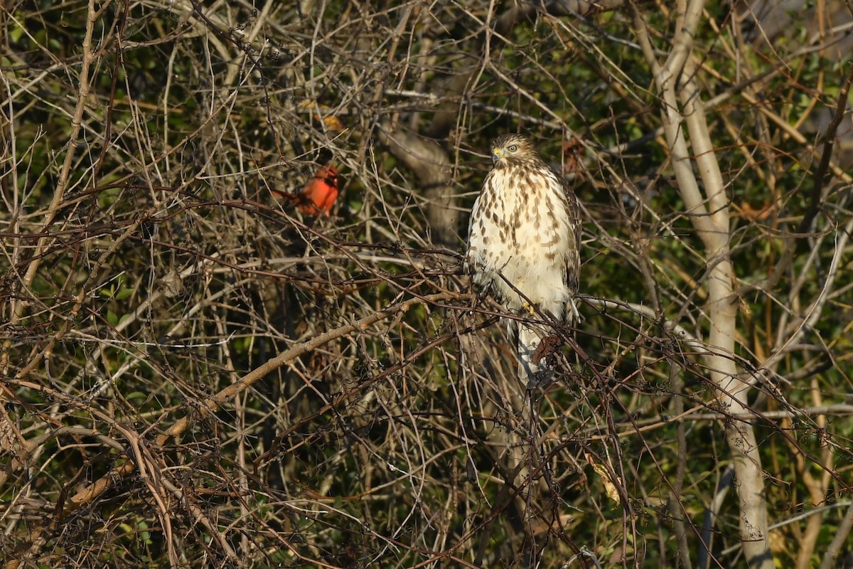 Red-shouldered Hawk (lineatus Group) - ML345008041