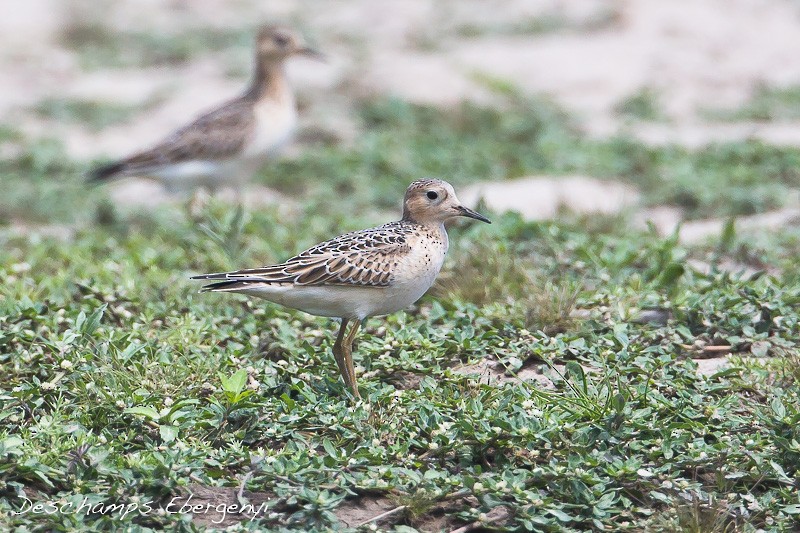 Buff-breasted Sandpiper - ML34500851