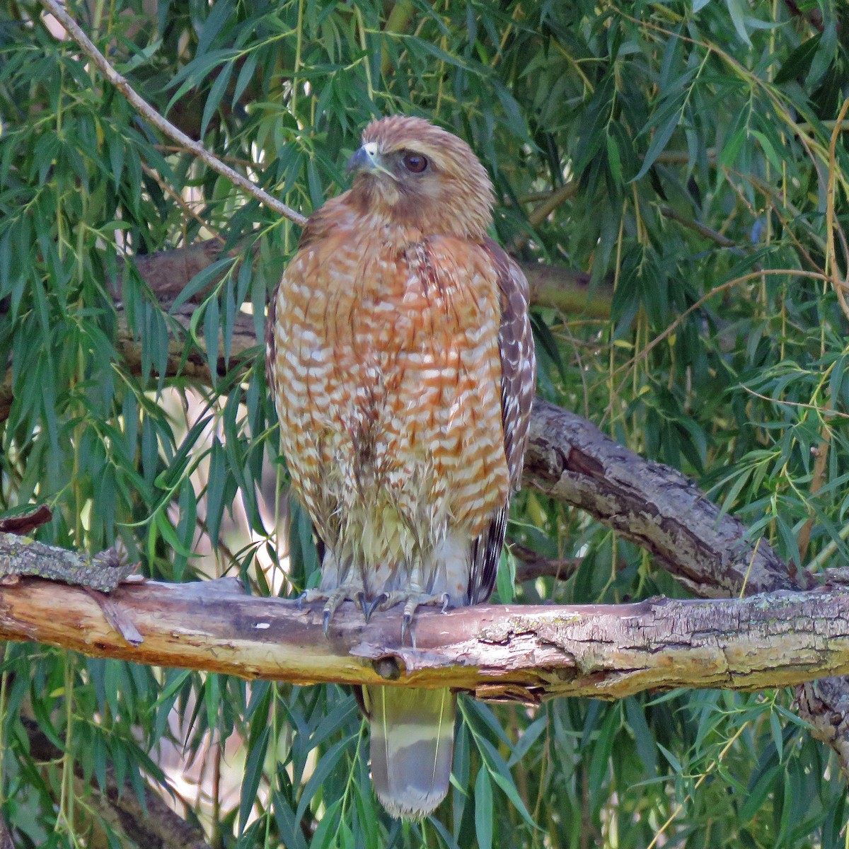 Red-shouldered Hawk - ML345008721