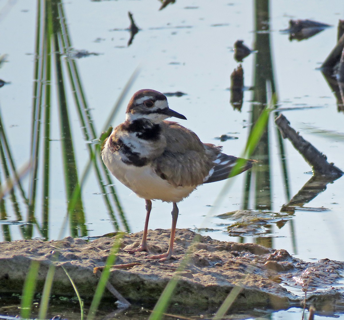 Killdeer - ML345008841