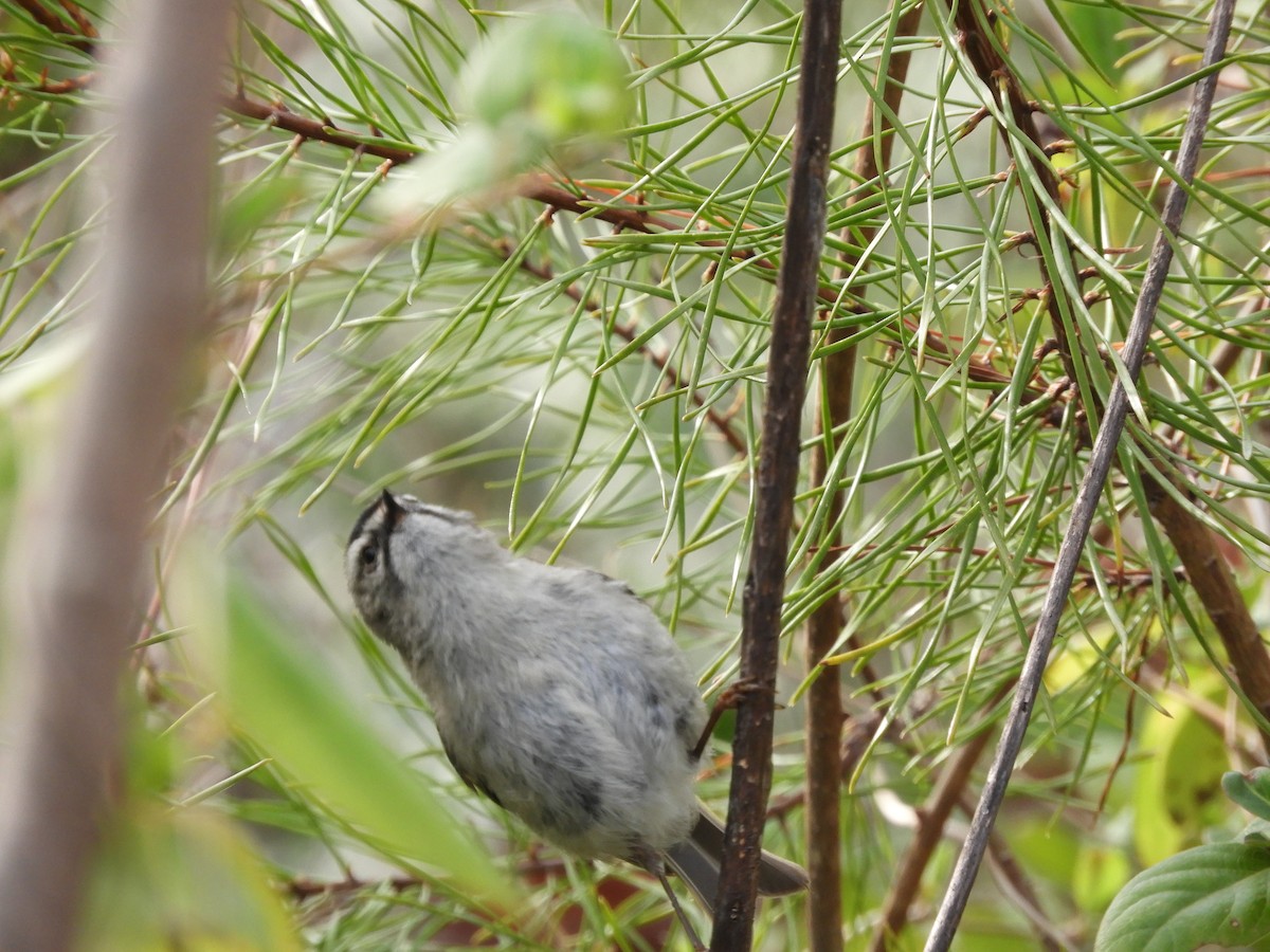 Golden-crowned Kinglet - Lisa Scheppke