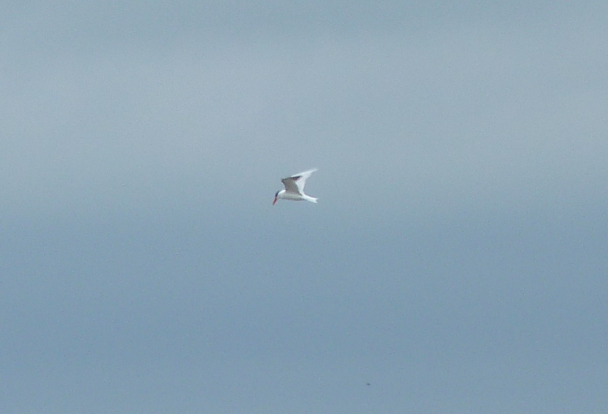 Caspian Tern - Jim Lind