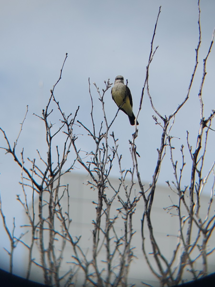 Western Kingbird - ML345010861