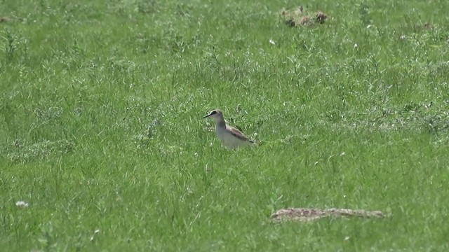 Mountain Plover - ML345010901