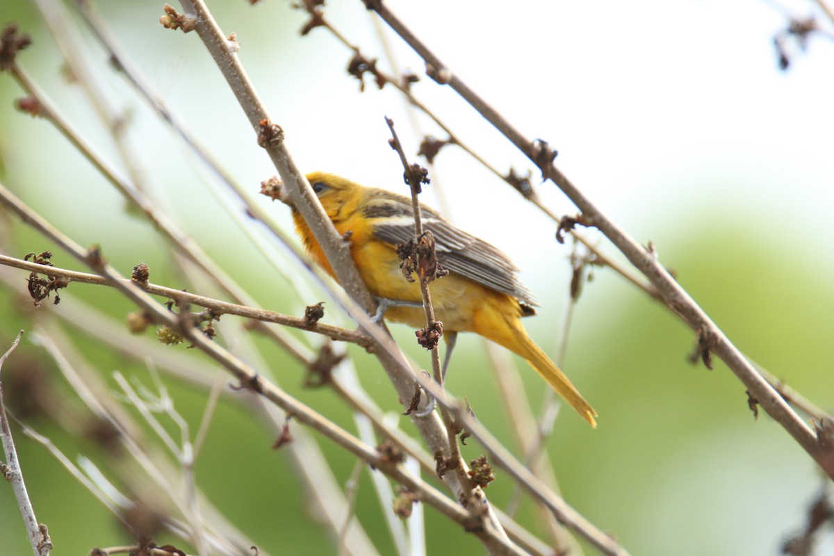Baltimore Oriole - ML345010941