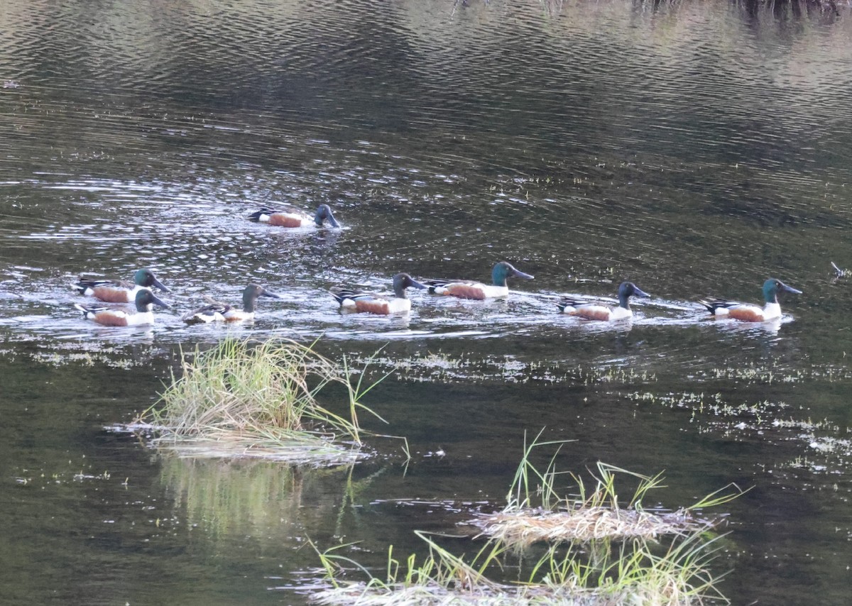 Northern Shoveler - ML345011251