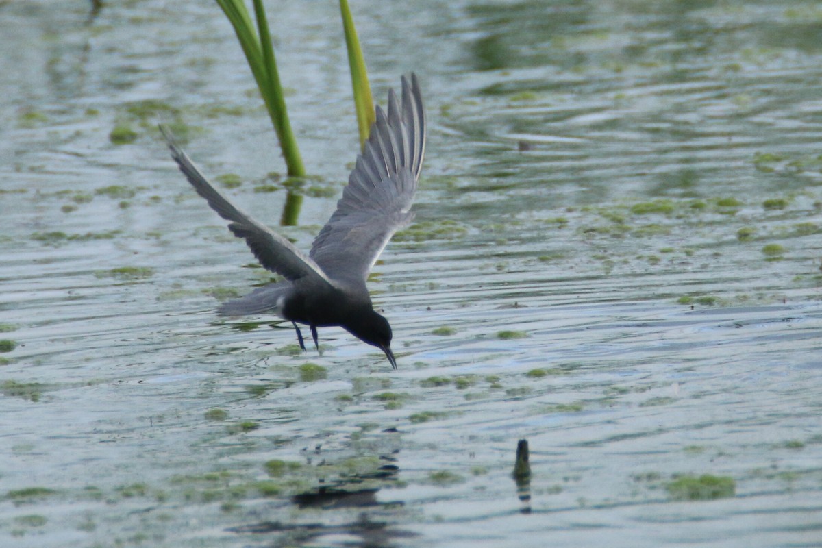 Black Tern - ML345011411