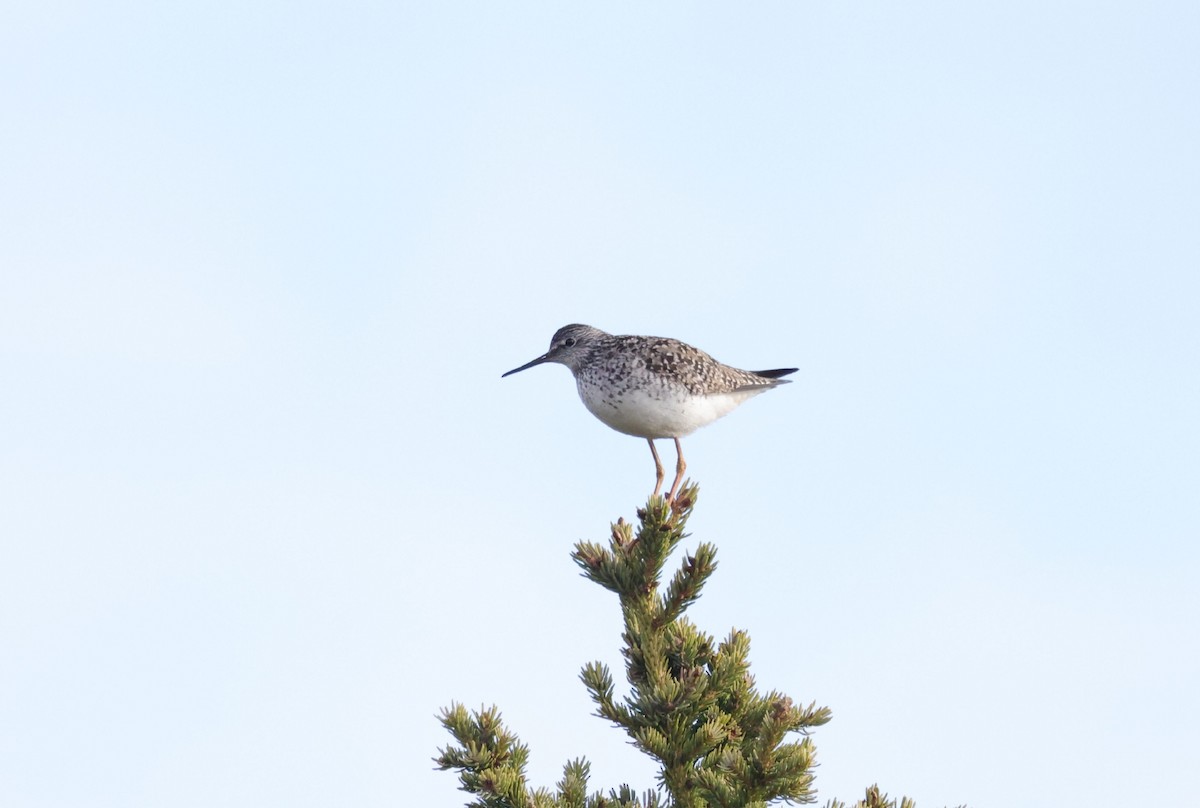 Lesser Yellowlegs - ML345011551