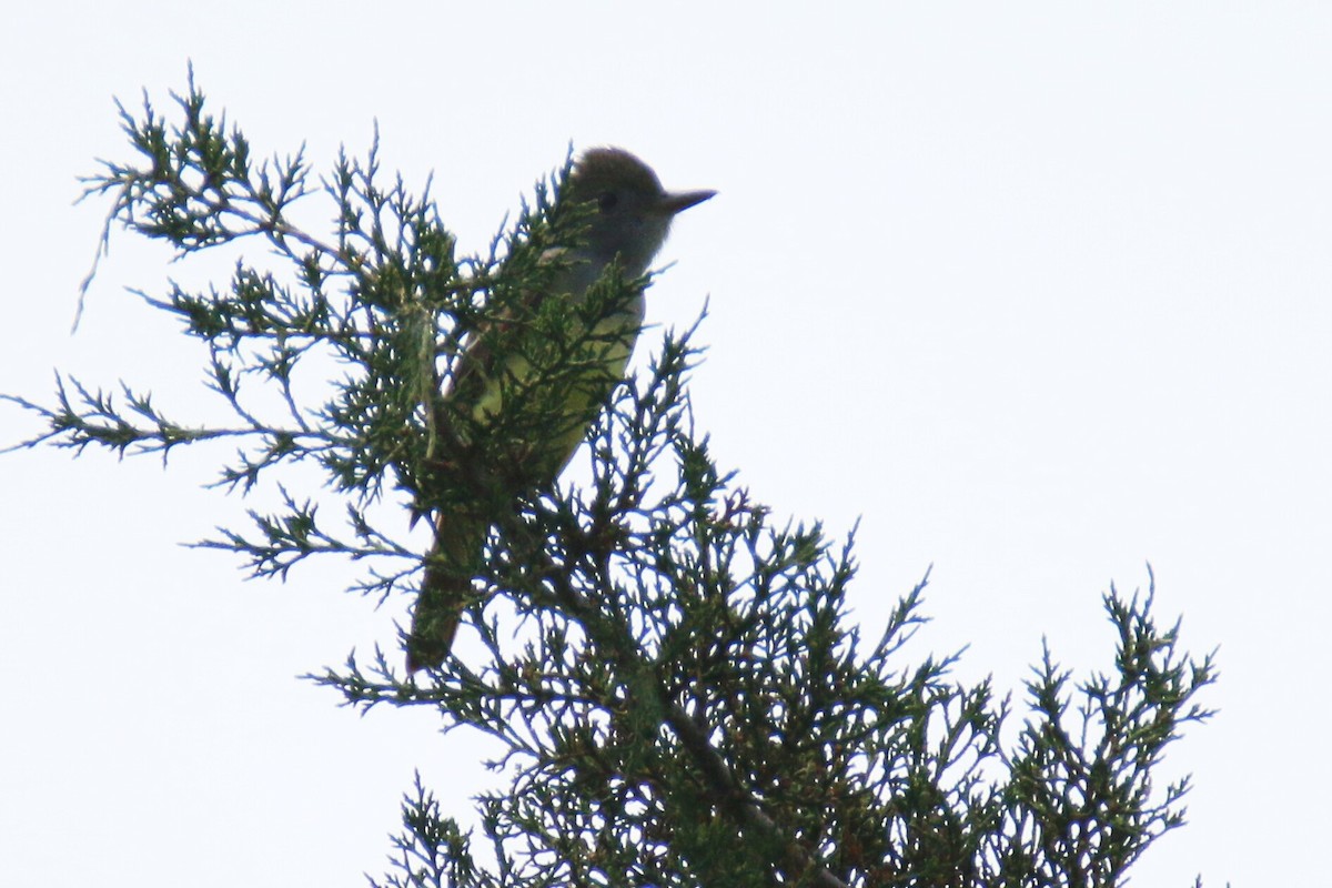 Great Crested Flycatcher - ML345012221