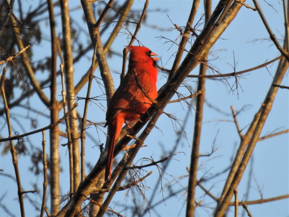 Northern Cardinal - ML345013121