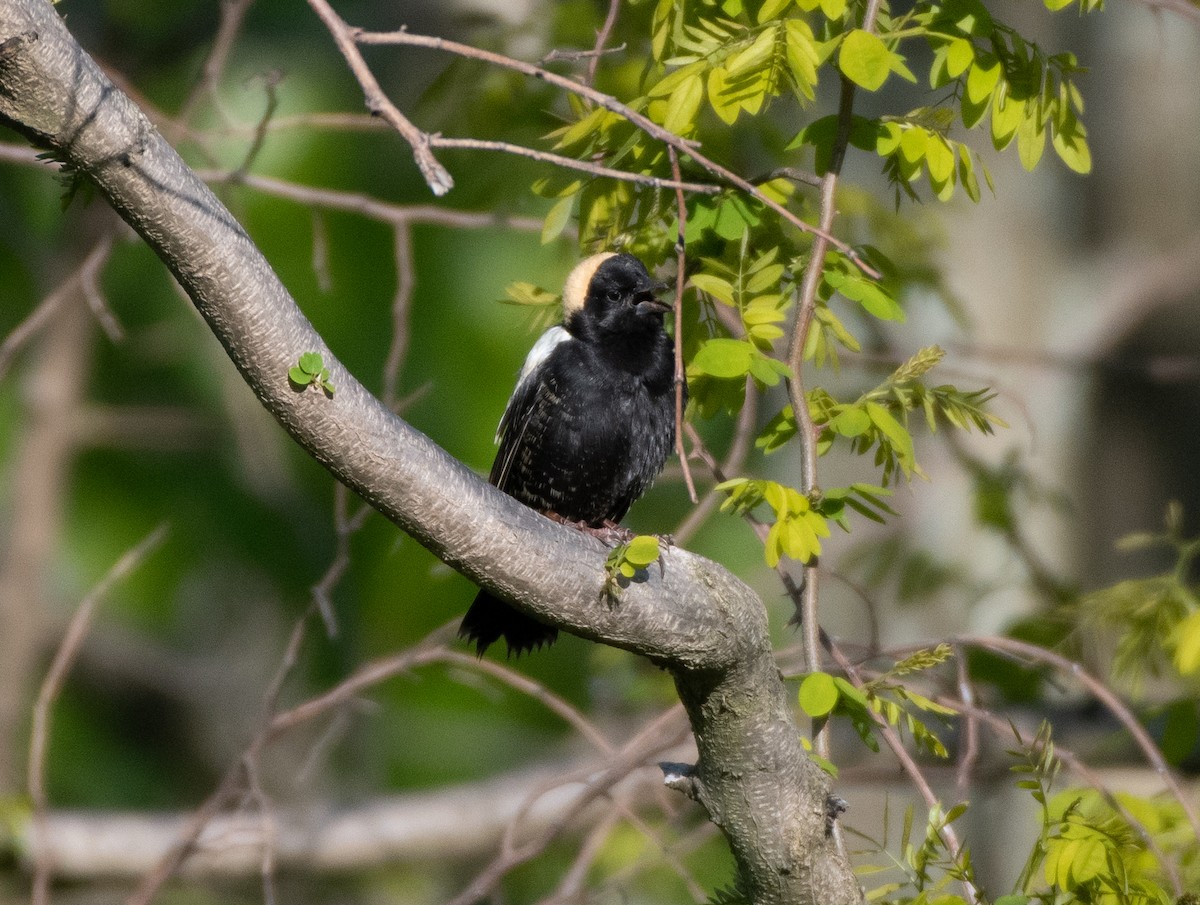 bobolink americký - ML345013721