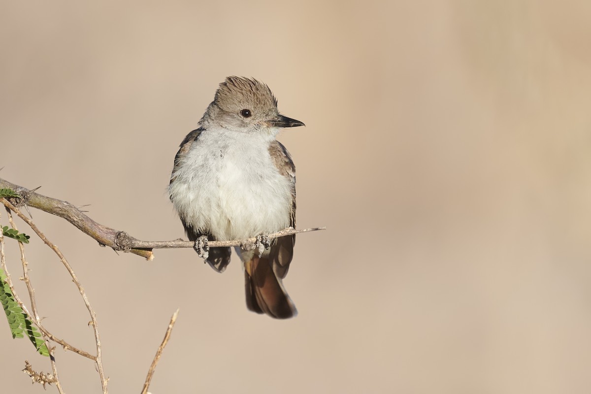 Ash-throated Flycatcher - ML345013851