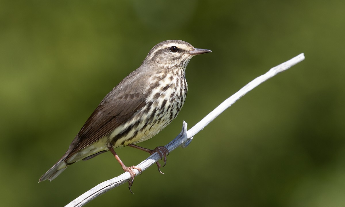 Northern Waterthrush - ML345014881