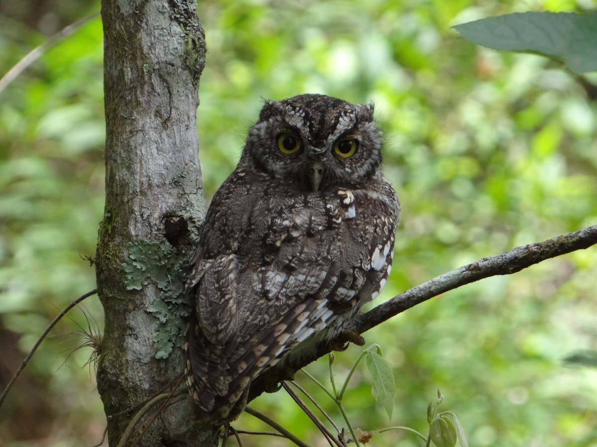 Whiskered Screech-Owl - Eric van den Berghe