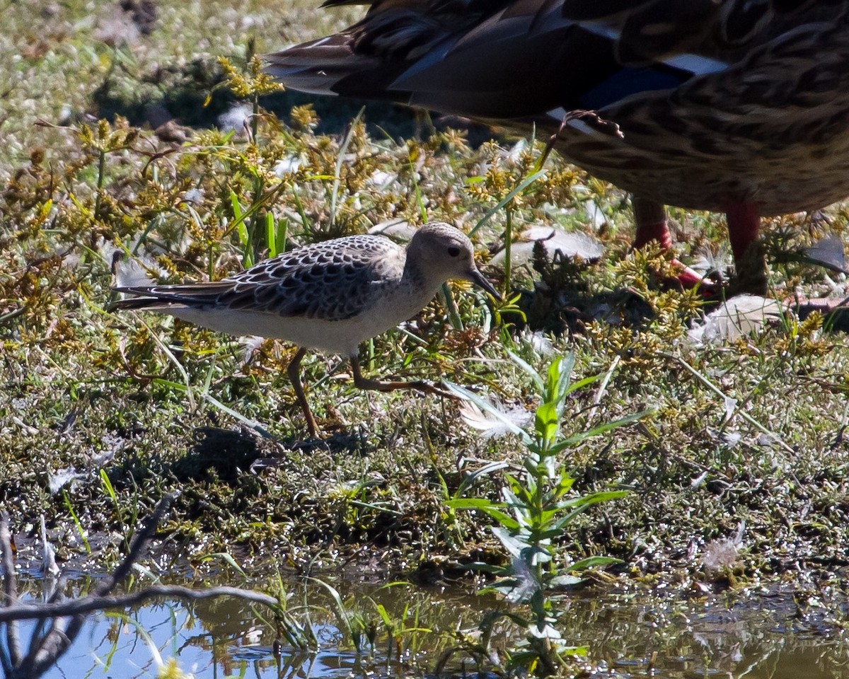 Buff-breasted Sandpiper - ML34501921