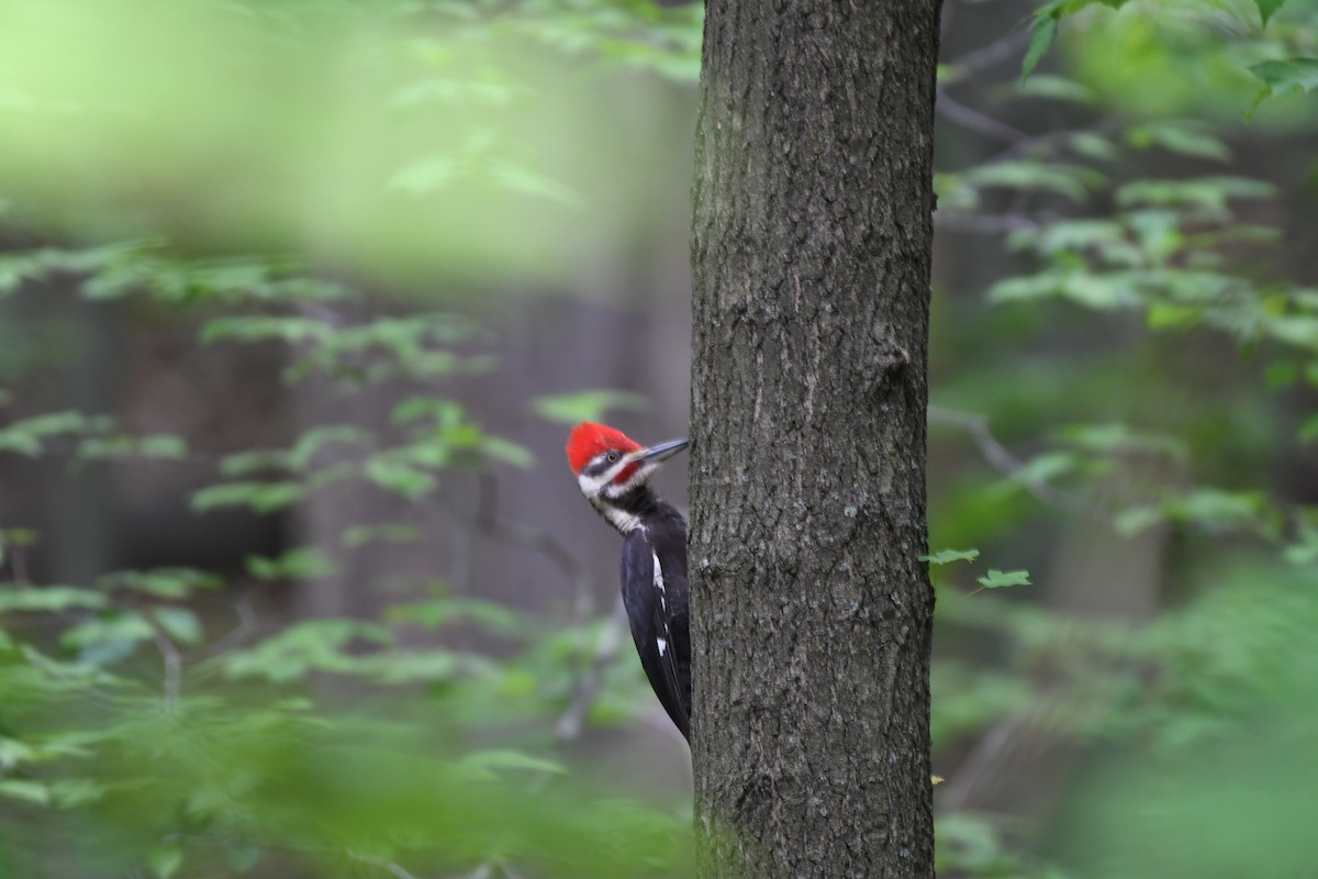 Pileated Woodpecker - Cole DiFabio