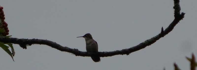 Ruby-throated Hummingbird - ML34502051