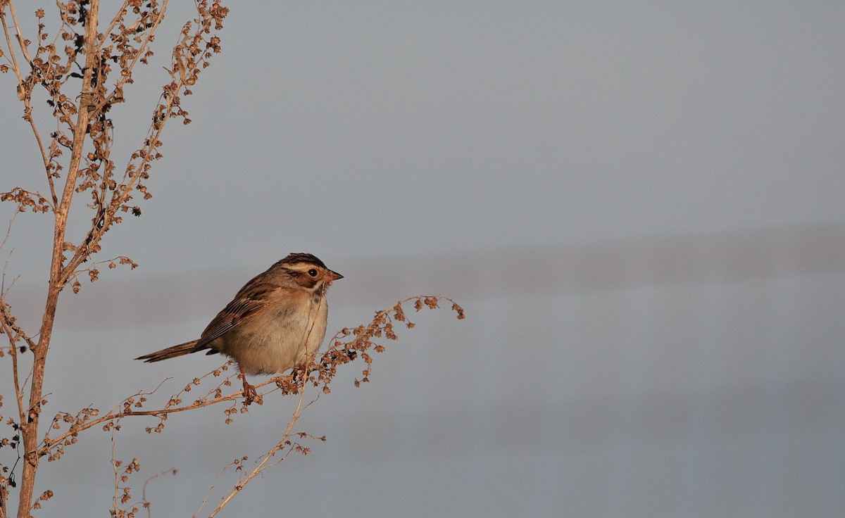 Clay-colored Sparrow - ML345025261