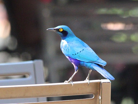 Greater Blue-eared Starling - ML34502811