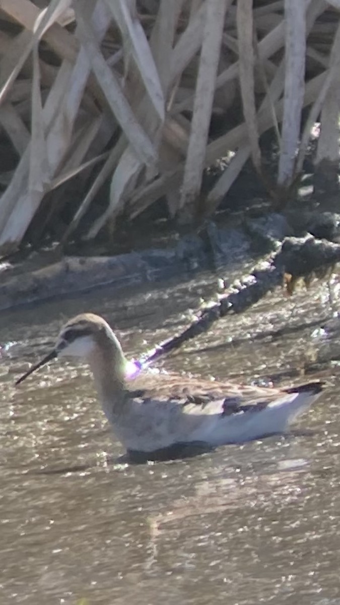 Phalarope de Wilson - ML345030941