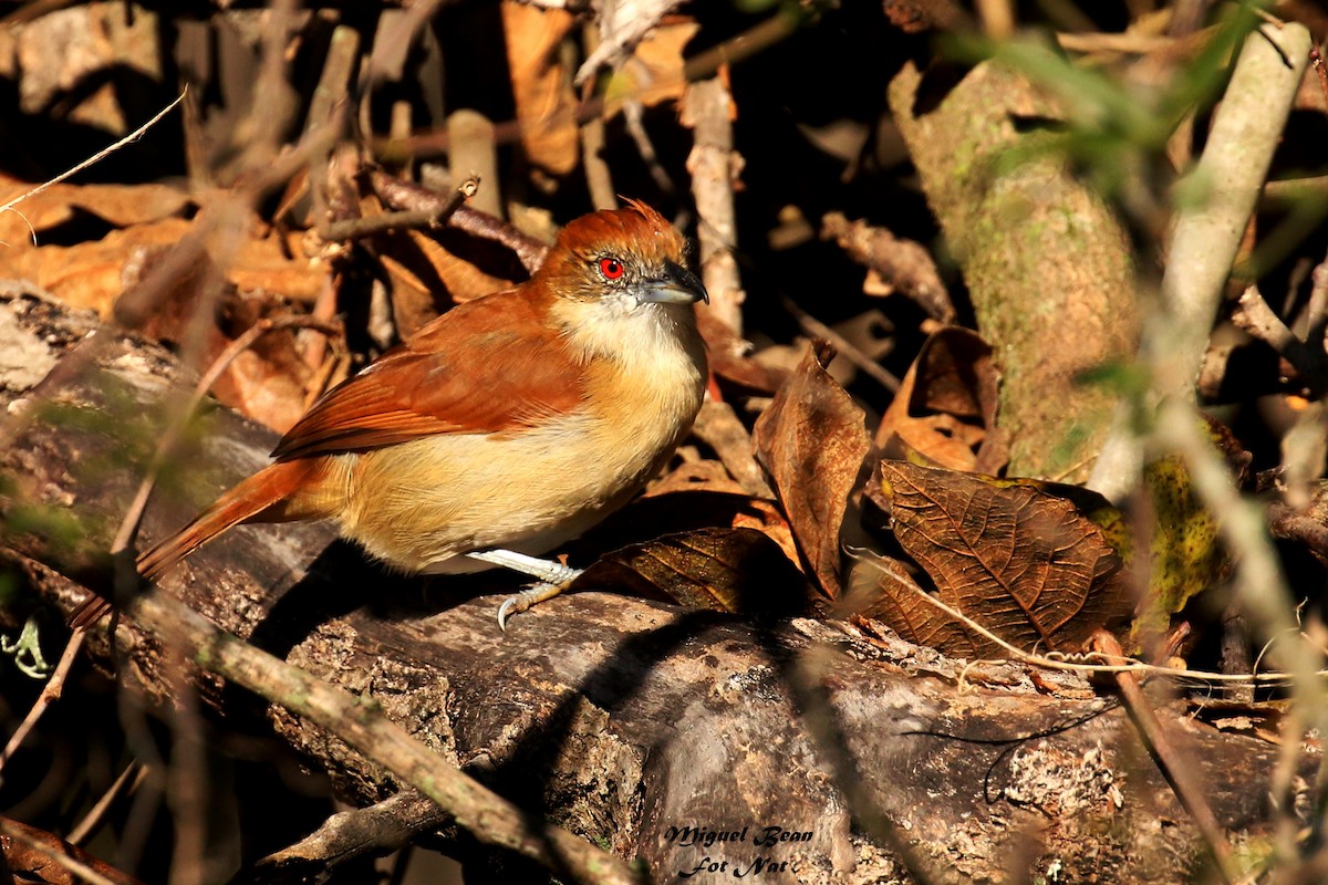 Great Antshrike - ML345032241