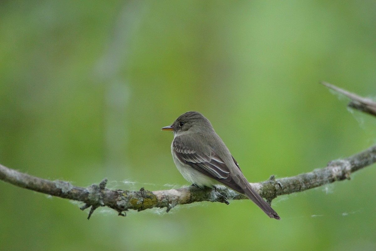 Eastern Wood-Pewee - Steven  Thompson