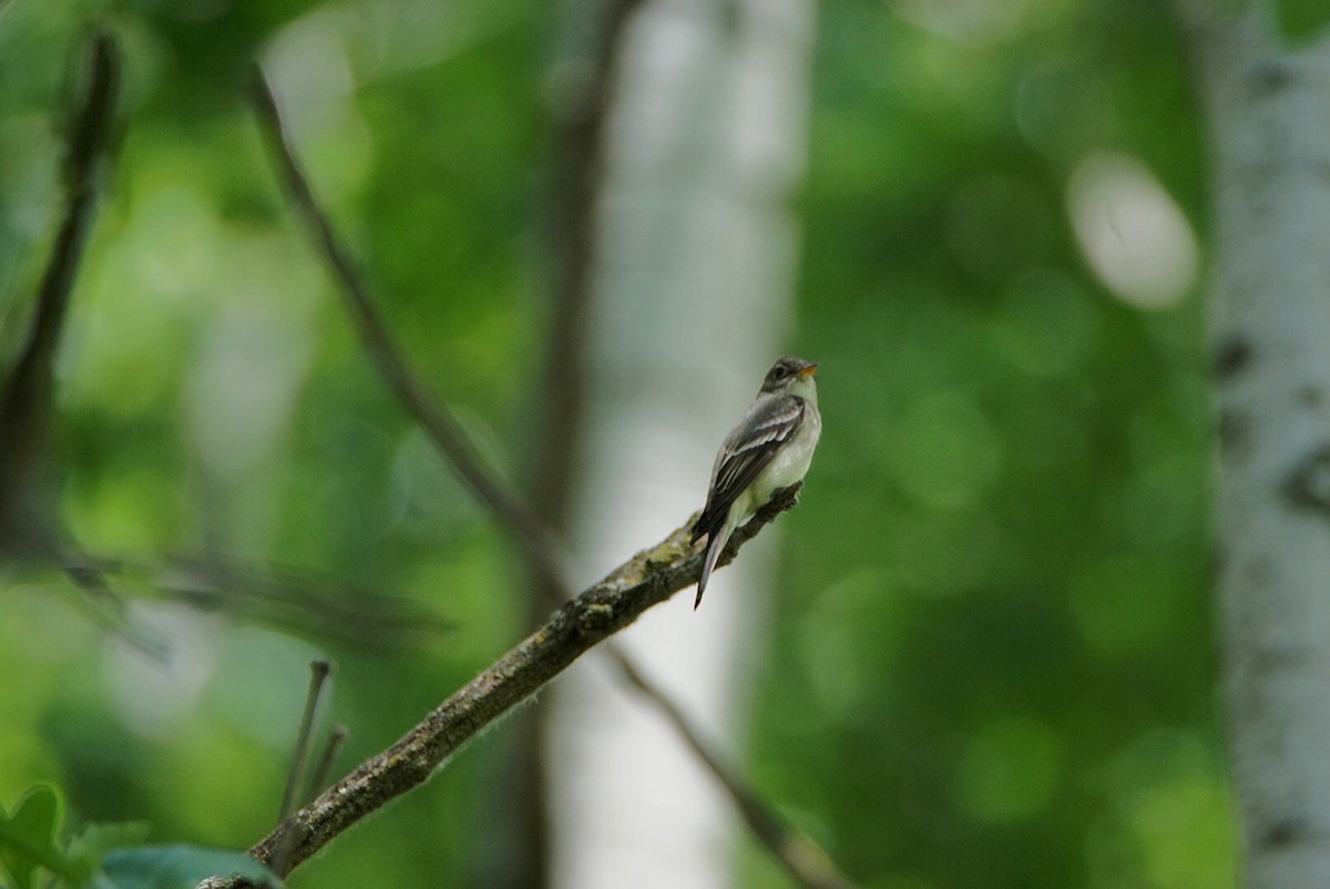 Eastern Wood-Pewee - Steven  Thompson