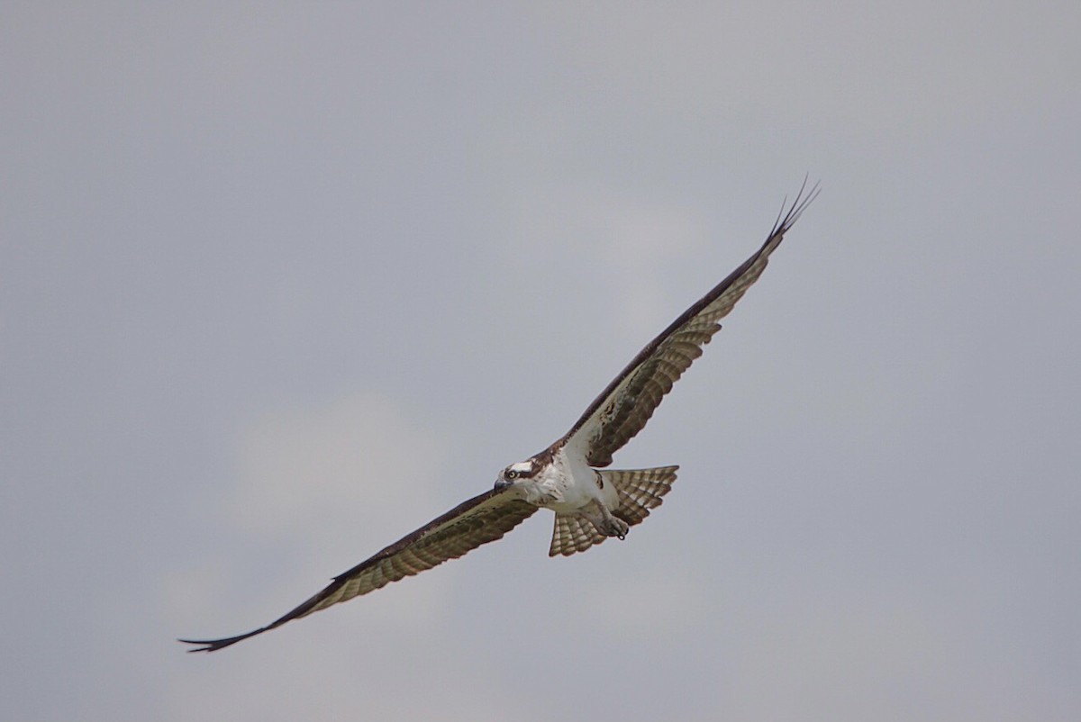 Osprey - Steven  Thompson