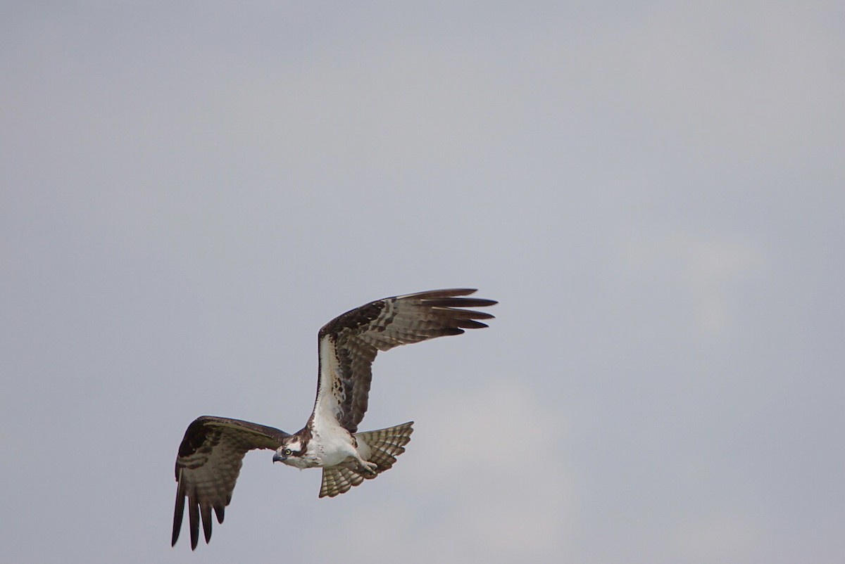 Osprey - Steven  Thompson