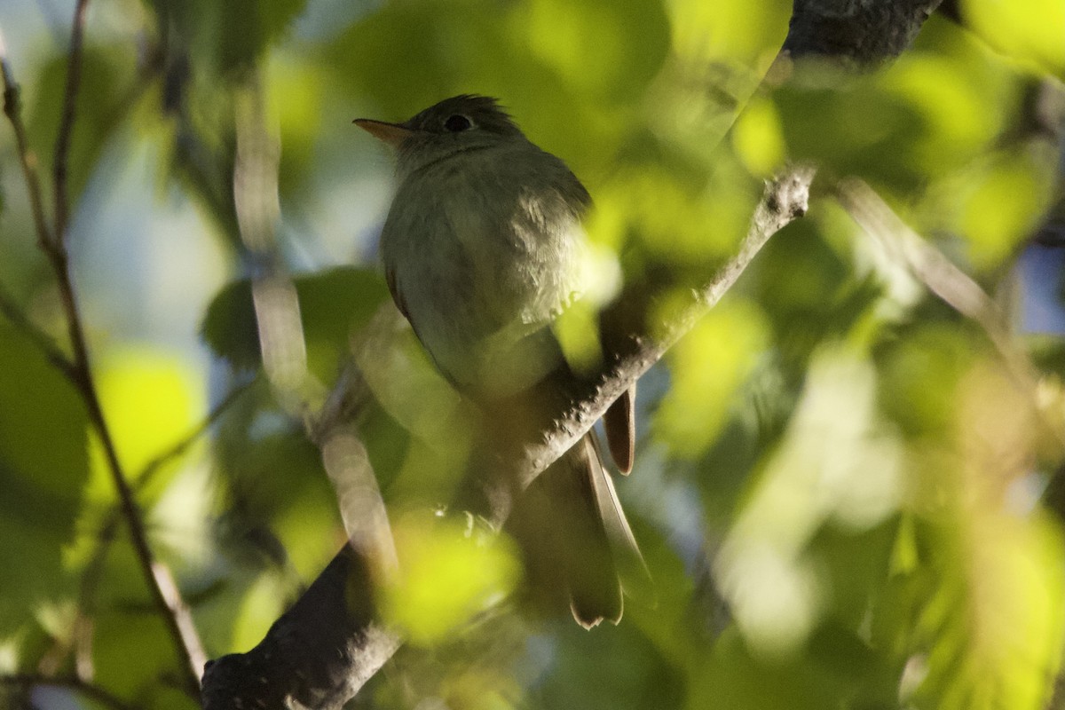 Yellow-bellied Flycatcher - ML345036231