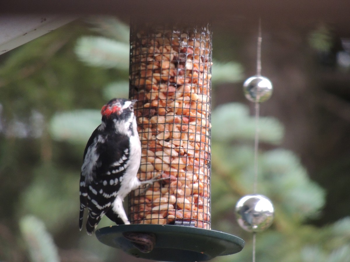 Downy Woodpecker - Melody Walsh