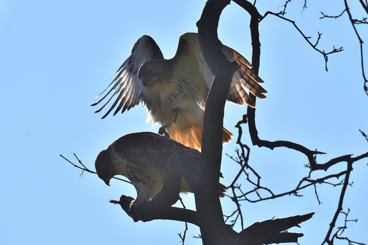 Red-tailed Hawk - ML345037501