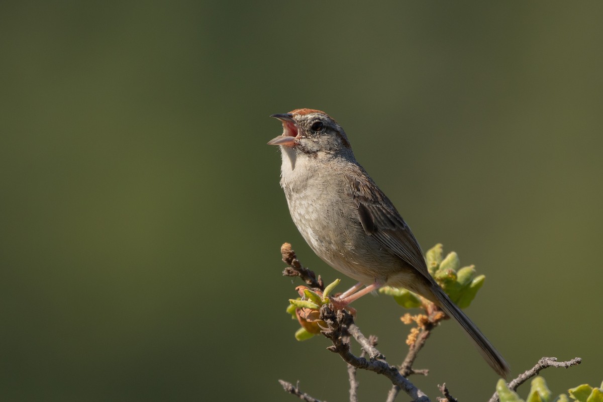 Rufous-crowned Sparrow - ML345038181
