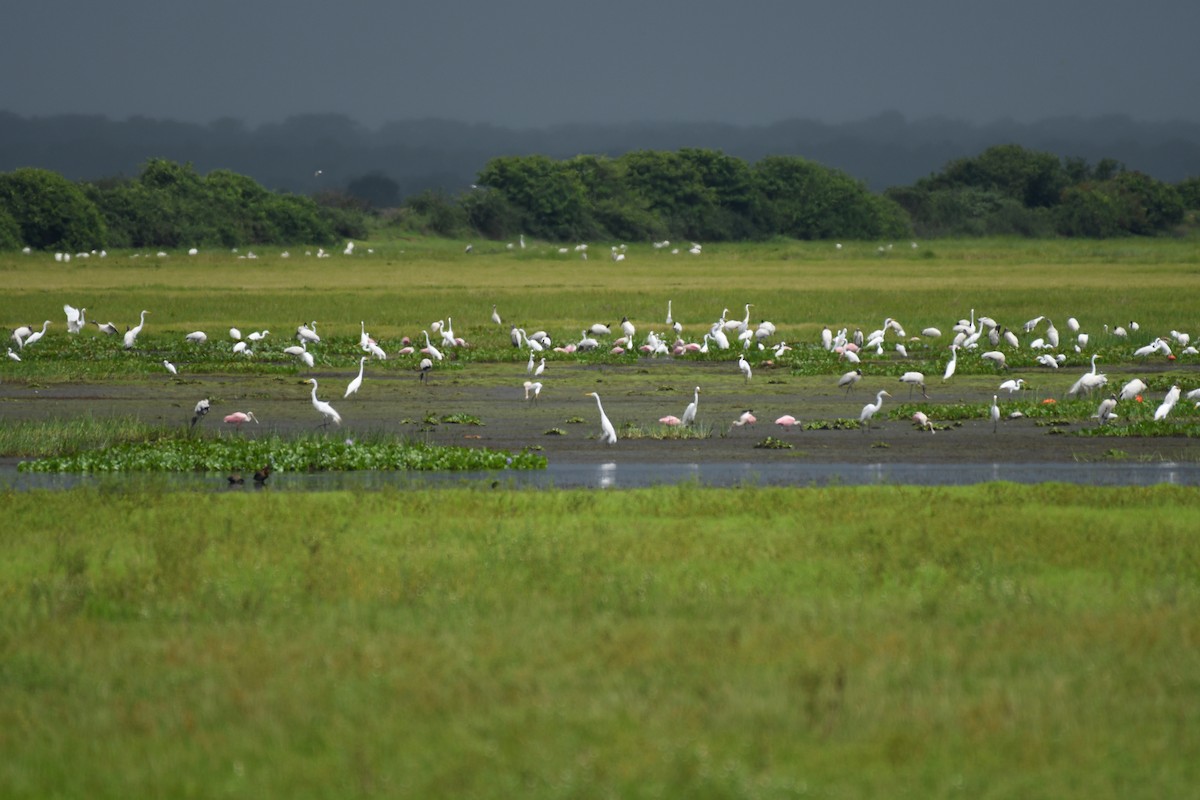 Great Egret - ML345039491