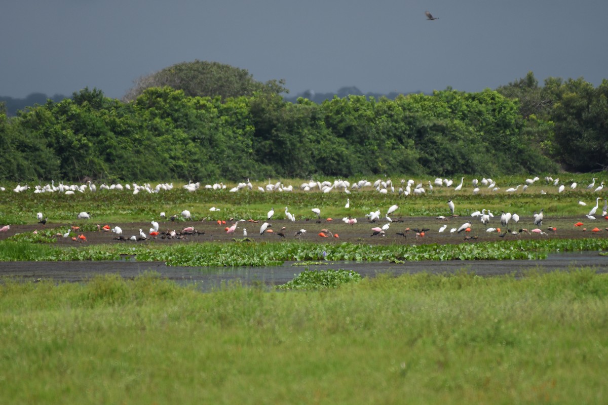 Wood Stork - ML345039611