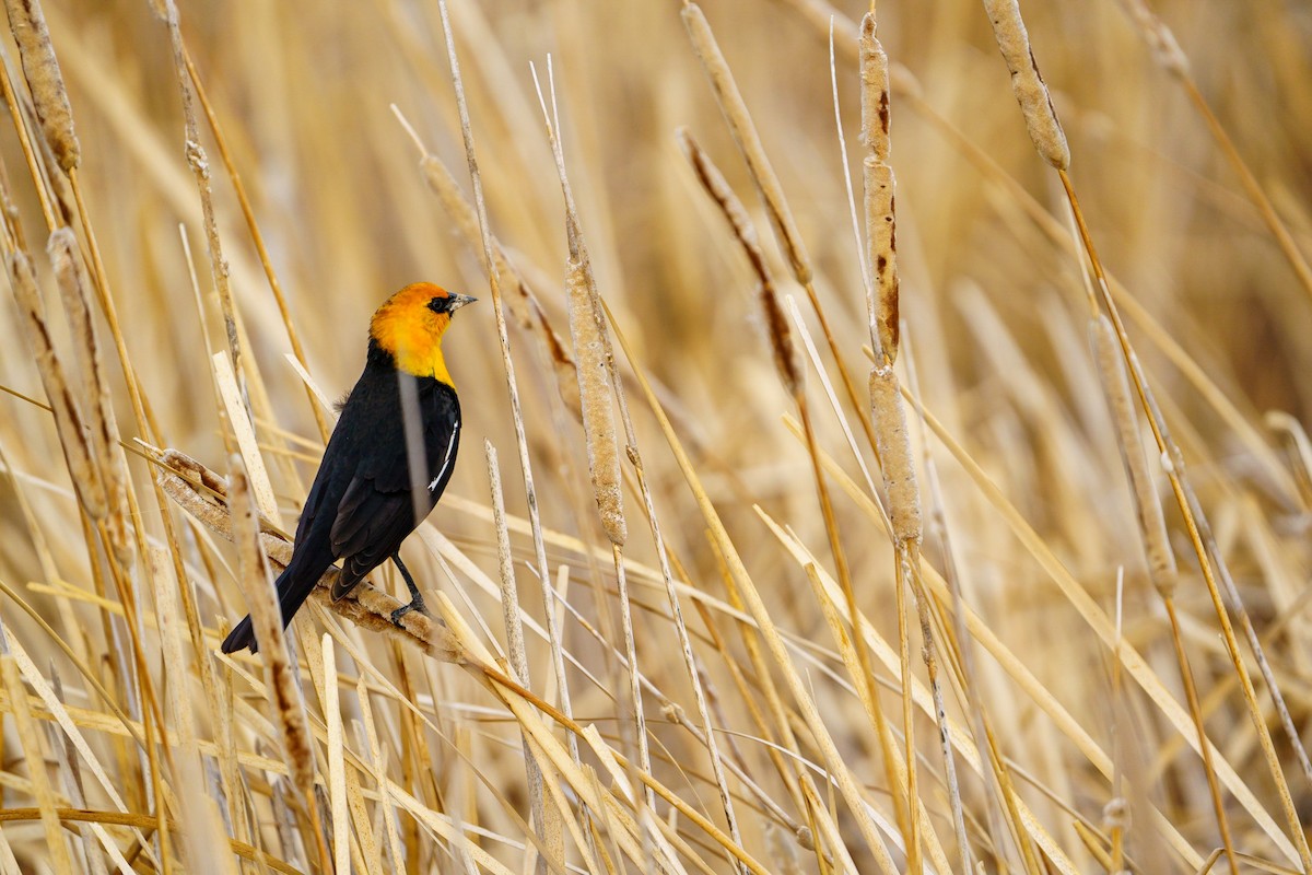 Yellow-headed Blackbird - Randy Rodriquez