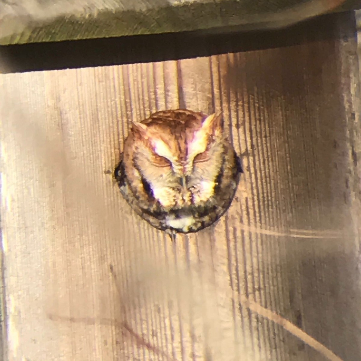 Eastern Screech-Owl - ML345040681