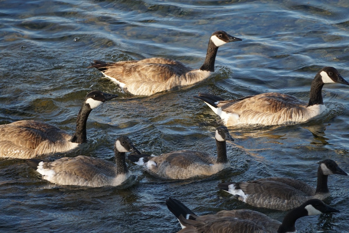 Canada Goose - ML345041521